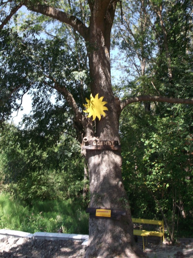 Ясеновото дърво – Номинирано за Дърво с корен 2012г. !!! ГЛАСУВАЙТЕ !
